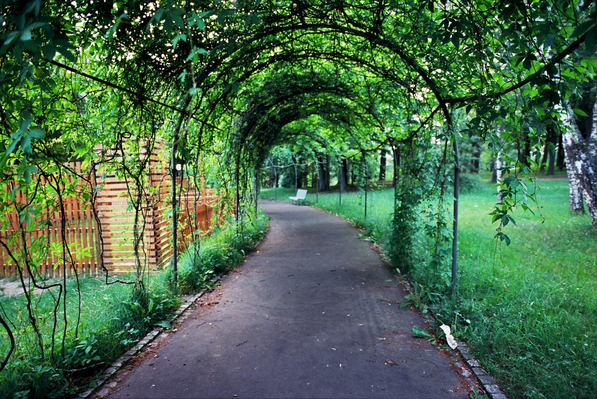 Baumbestandener Weg mit einer grünen Pergola in der archivierten Goldberg-Bildserie.